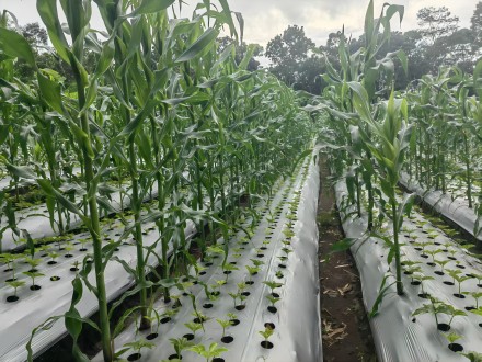 东爪哇 Trawas火山基地