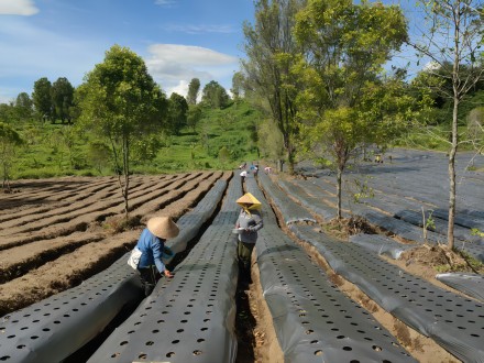东爪哇 外南梦基地