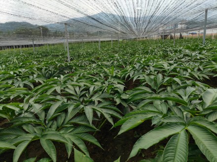 广西上林县基地