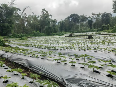 东爪哇 Trawas火山基地