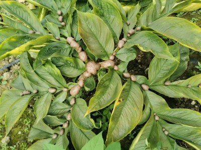 印尼魔芋原料直采基地完成年度采收，保障国内生产稳定供应